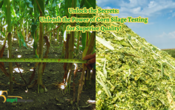 Corn Silage Testing: Ensuring Optimal Feed Quality