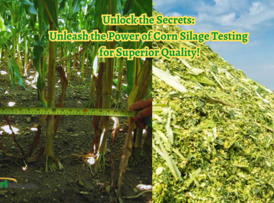 Corn Silage Testing: Ensuring Optimal Feed Quality