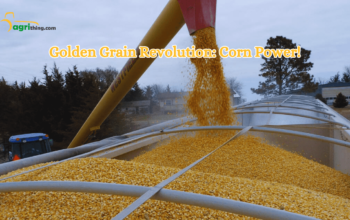 Harness the Power of Corn Feedstock: Fueling Success for Livestock