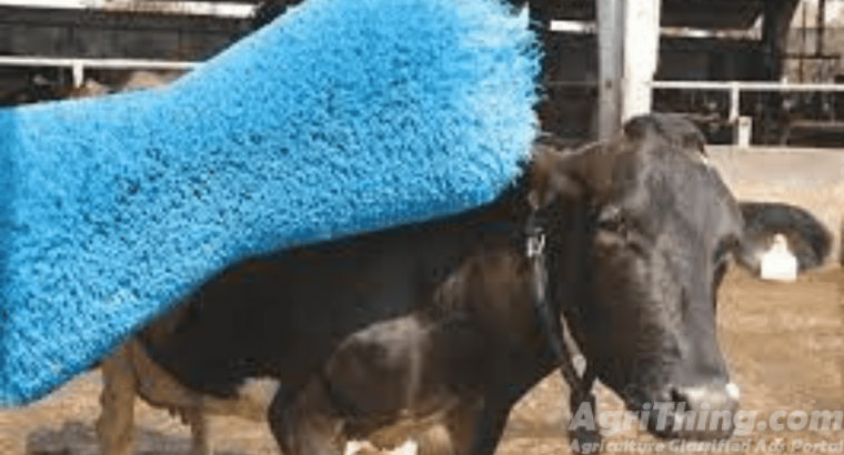 Cow Relaxing Brush With Stand 100% Imported