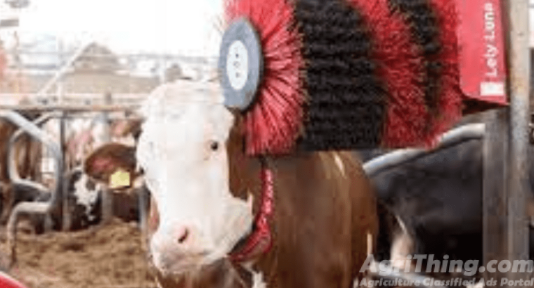 Cow Relaxing Brush With Stand 100% Imported