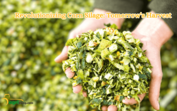 The Bright Future of Corn Silage: Unleashing the Power and Promise