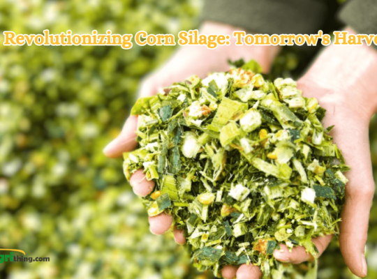 The Bright Future of Corn Silage: Unleashing the Power and Promise