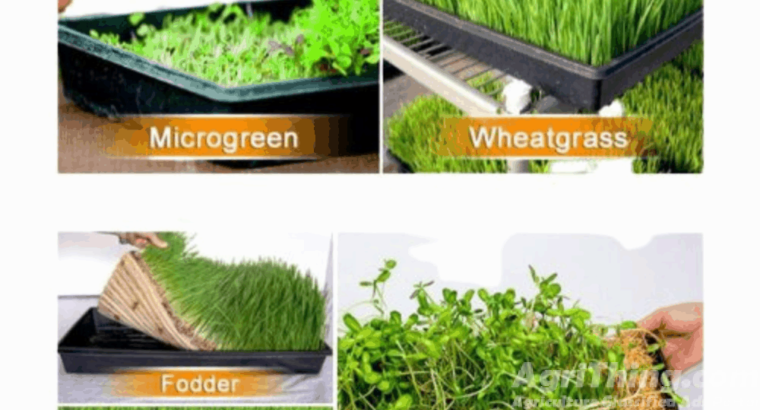 Hydroponic Seedling Tray 1pc