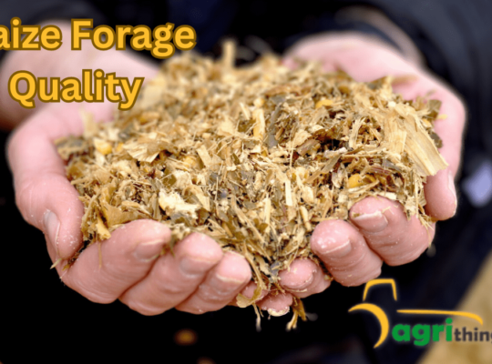 Maize Forage Quality: Expert Recommendations