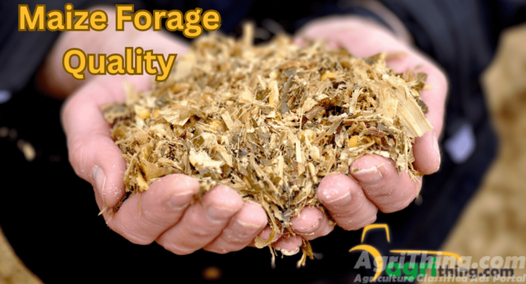 Maize Forage Quality: Expert Recommendations