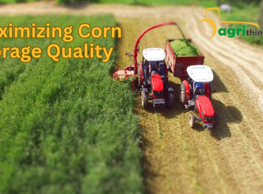 Maximizing Forage Quality: The Corn Silage Advantage