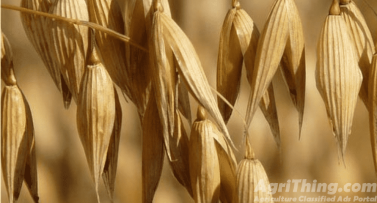 Oats Jodari 30kg Oats Jodar 10kg Jo Jai Jawi Joddar