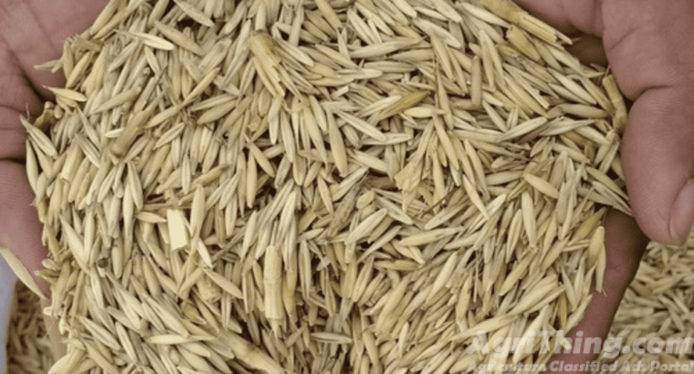 Oats Jodari 30kg Oats Jodar 10kg Jo Jai Jawi Joddar