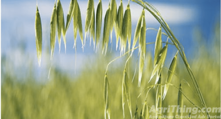 Oats Jodari 30kg Oats Jodar 10kg Jo Jai Jawi Joddar