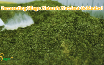 Master Silage Fermentation: Empower Your Farming Success