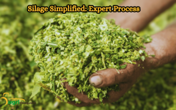 Silage Making Process: A Comprehensive Guide