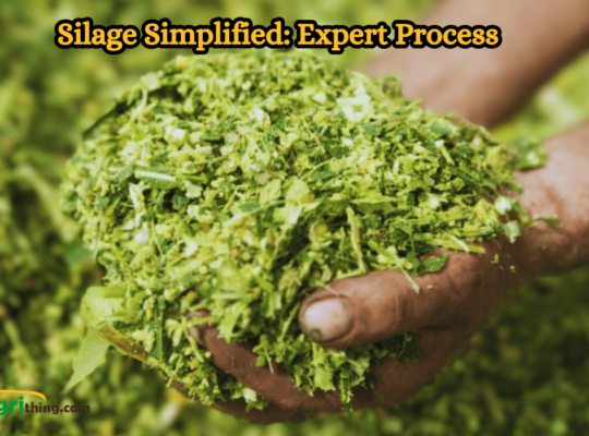 Silage Making Process: A Comprehensive Guide
