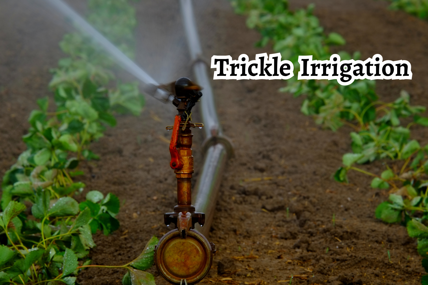 The Science Behind Trickle Irrigation Unveiling The Magic And Potential Drawbacks