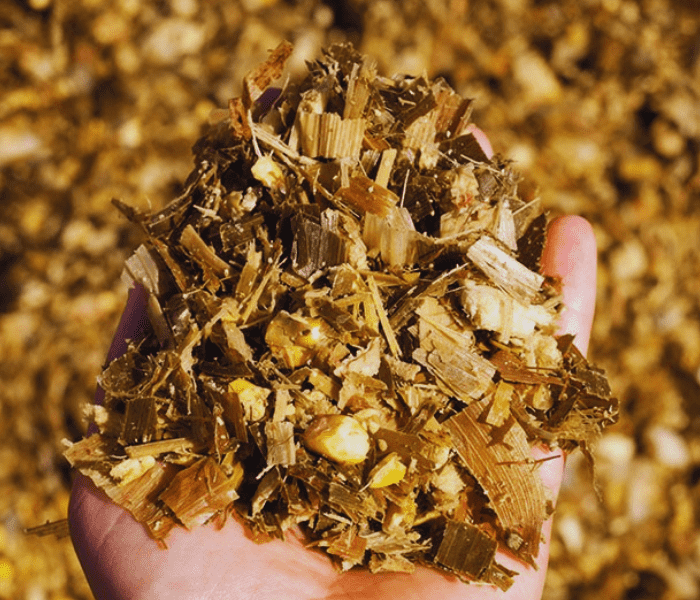 Silage Maize: The Ultimate Guide to Superior Forage 5 benifits of Silage Maize
