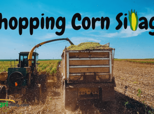 Optimizing Silage Corn Chopping: Best Practices