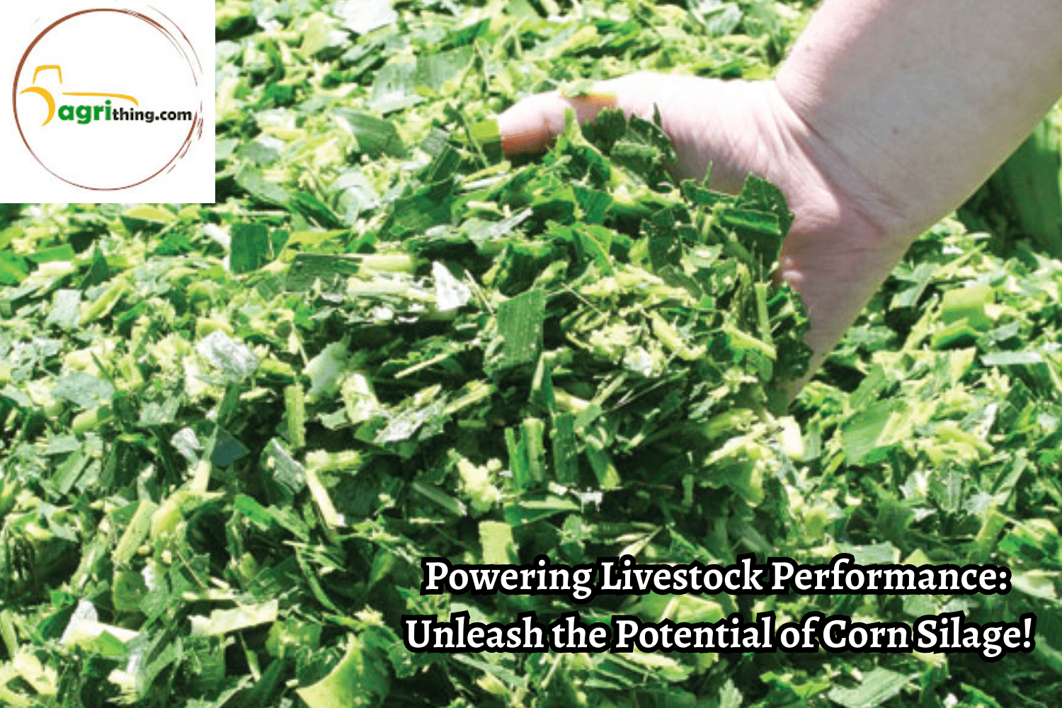 100 Pure Corn Silage Transform Your Livestock Nutrition