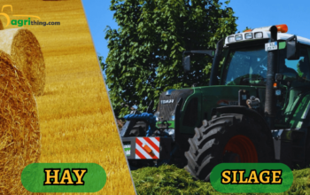 Corn Silage and Haylage: Discover the Secret to Thriving Animals