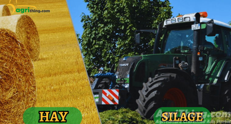 Corn Silage and Haylage: Discover the Secret to Thriving Animals