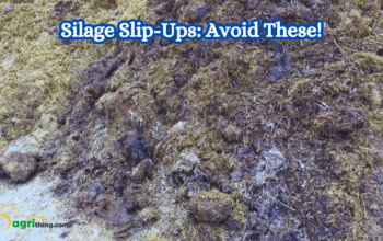 7 Common Corn Silage Pit Mistakes to Avoid! Ultimate Guide