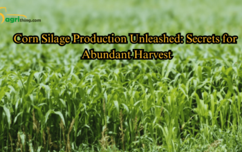 5 Surprising Ways to Super Charge Corn Silage Processing