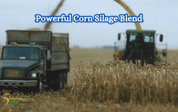 Powerful Corn Silage Ration: Maximize Livestock Performance