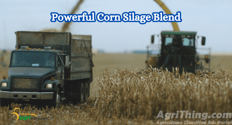 Powerful Corn Silage Ration: Maximize Livestock Performance