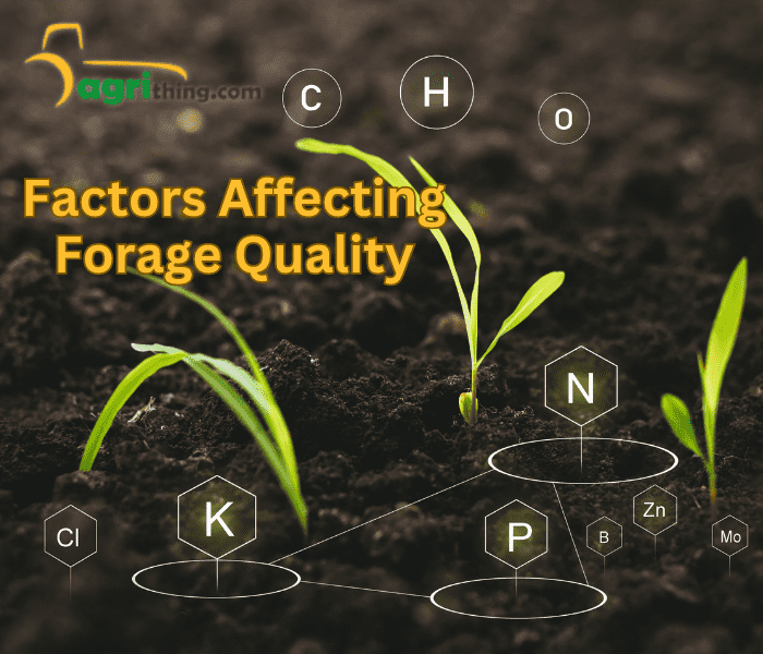 Maximizing Forage Quality The Corn Silage Advantage 2964