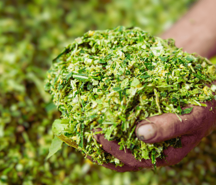 Silage Maize: The Ultimate Guide to Superior Forage 4 importance of corn silage
