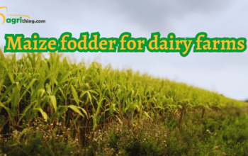 Maize Fodder: Unlock Agricultural Success