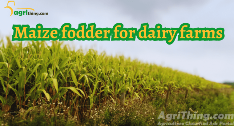 Maize Fodder: Unlock Agricultural Success