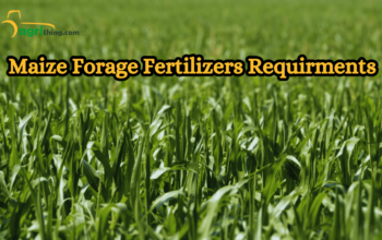 Forage Maize: Unleashing Growth and Well-being for Your Animals