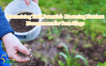 Nutrient Management: Unlock Optimal Growth and Yield