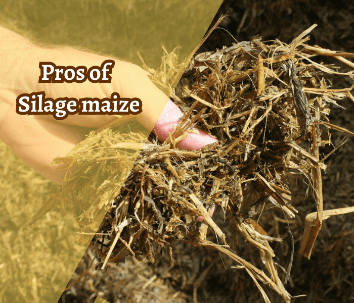 Silage Maize: The Ultimate Guide to Superior Forage 7 pros of silage maize