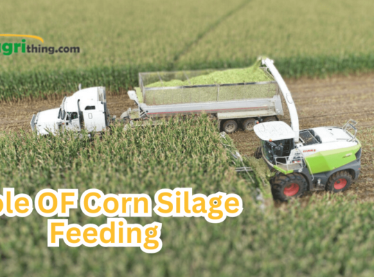 Expert Strategies for Reducing Feed Costs: Feed Budget Mastery