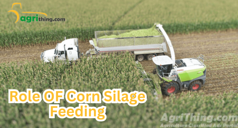 Expert Strategies for Reducing Feed Costs: Feed Budget Mastery