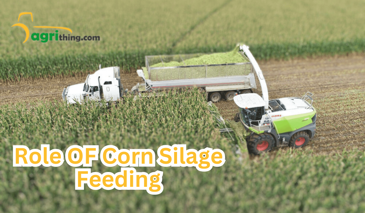 Expert Strategies For Reducing Feed Costs: Feed Budget Mastery ...