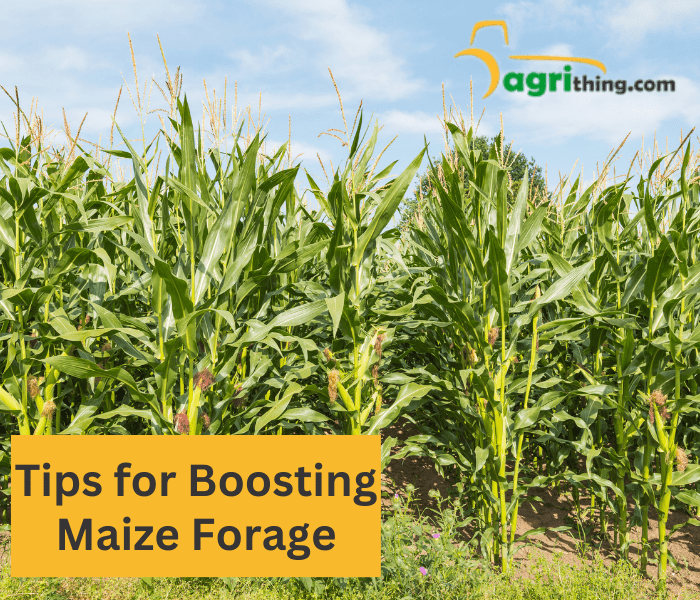 tips for boosting maize forage
