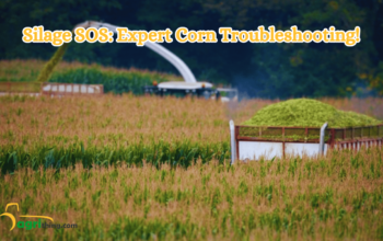 Mastering Troubleshooting Corn Silage : Solutions and Expert Tips