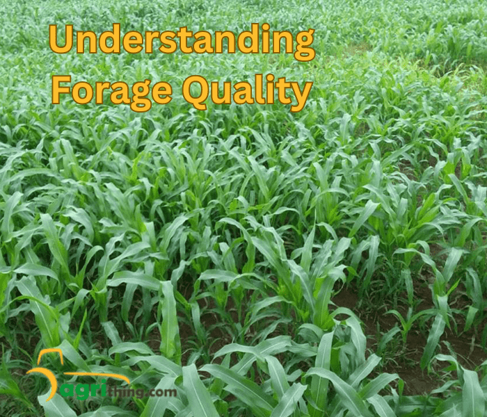 Maximizing Forage Quality The Corn Silage Advantage 3063